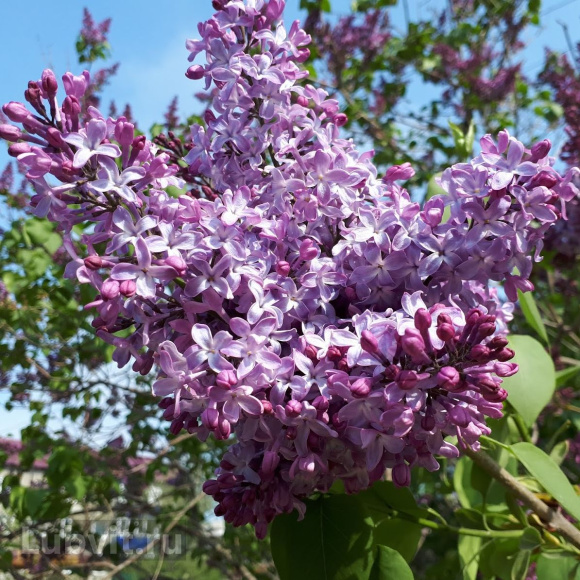 Сирень Маршал Конев купить с доставкой Сирень Маршал Конев купить с доставкой