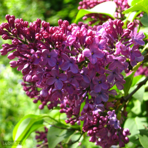 Сирень Маршал Конев купить с доставкой Сирень Маршал Конев купить с доставкой