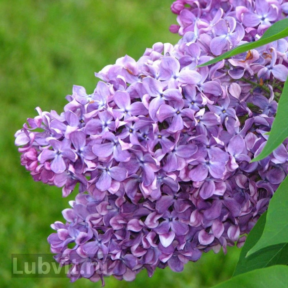 Сирень Маршал Конев купить с доставкой Сирень Маршал Конев купить с доставкой