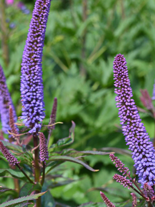 Вероникаструм Ред Арроуз (Red Arrows)
