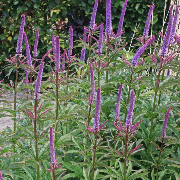 Вероникаструм Ред Арроуз (Red Arrows) купить с доставкой Вероникаструм Ред Арроуз (Red Arrows) купить с доставкой