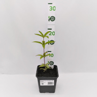 Вероникаструм Ред Арроуз (Red Arrows)