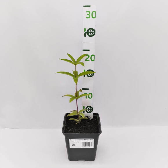 Вероникаструм Ред Арроуз (Red Arrows) купить с доставкой Вероникаструм Ред Арроуз (Red Arrows) купить с доставкой