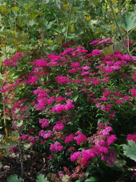 Спирея Антони Ватерер (Anthony Waterer) купить с доставкой