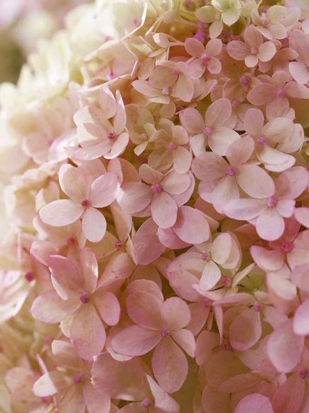 Гортензия Ливинг Литл Лав (Living Little Love) метельчатая купить с доставкой