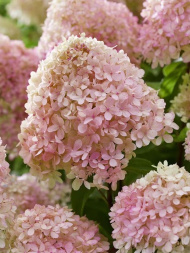 Гортензия Ливинг Литл Лав (Living Little Love) метельчатая