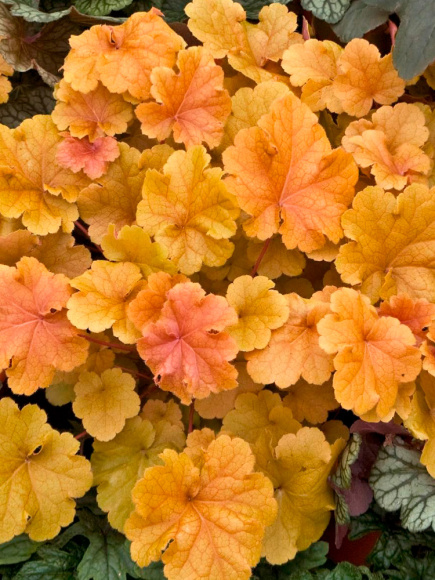 Гейхера Криста (Christa) купить с доставкой