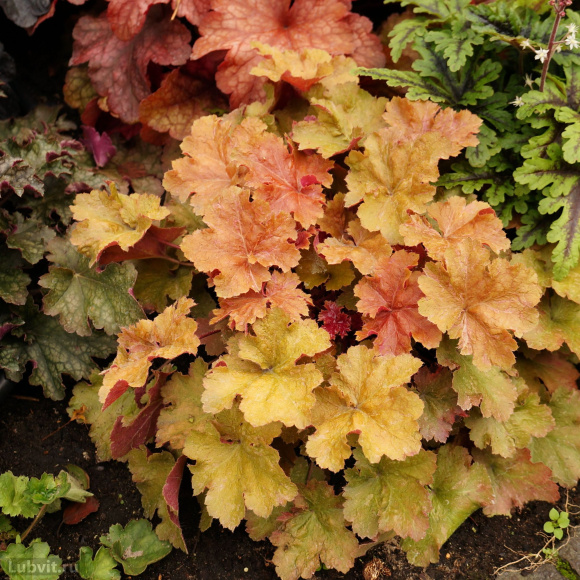 Гейхера Криста (Christa) купить с доставкой