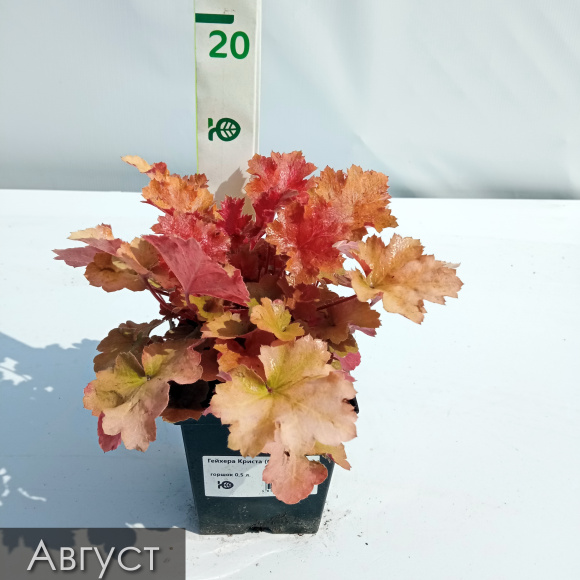 Гейхера Криста (Christa) купить с доставкой