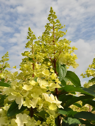 Гортензия Кэндллайт (Candlelight) метельчатая