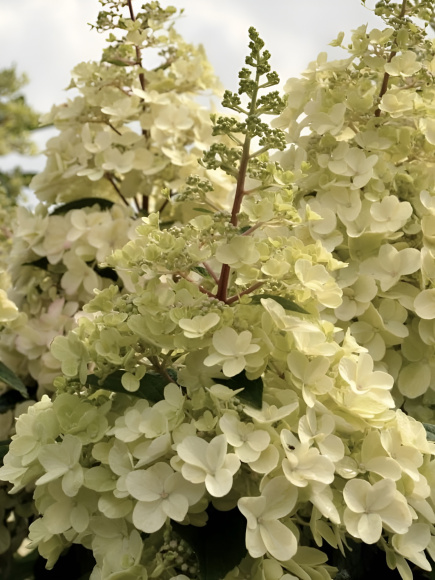 Гортензия Кэндллайт (Candlelight) метельчатая купить с доставкой