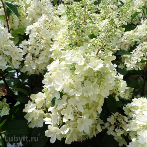 Гортензия Кэндллайт (Candlelight) метельчатая купить с доставкой Гортензия Кэндллайт (Candlelight) метельчатая купить с доставкой