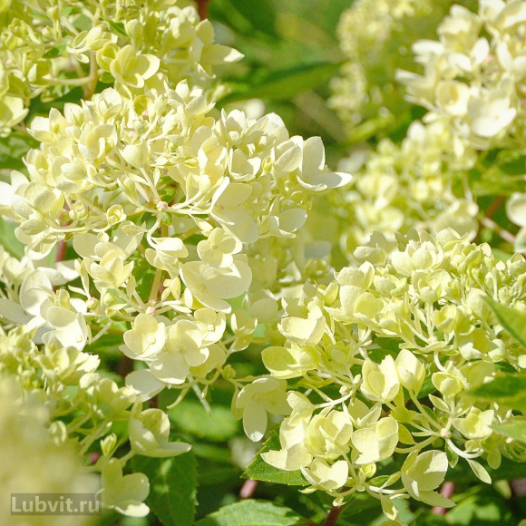 Гортензия Кэндллайт (Candlelight) метельчатая купить с доставкой Гортензия Кэндллайт (Candlelight) метельчатая купить с доставкой