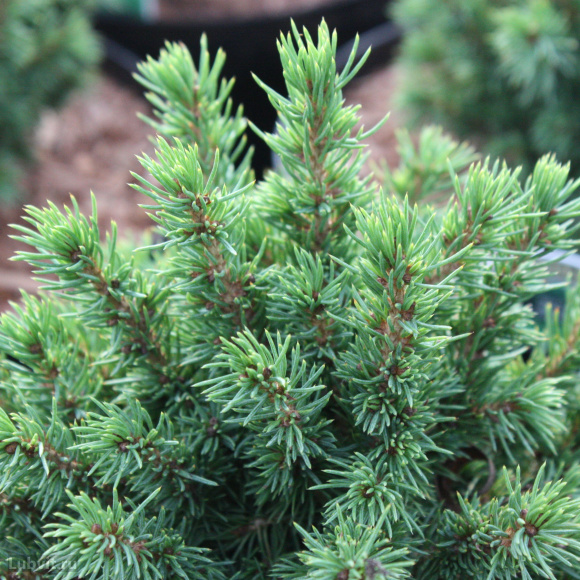 Ель Колючая (f.Glauca зеленая) купить с доставкой Ель Колючая (f.Glauca зеленая) купить с доставкой