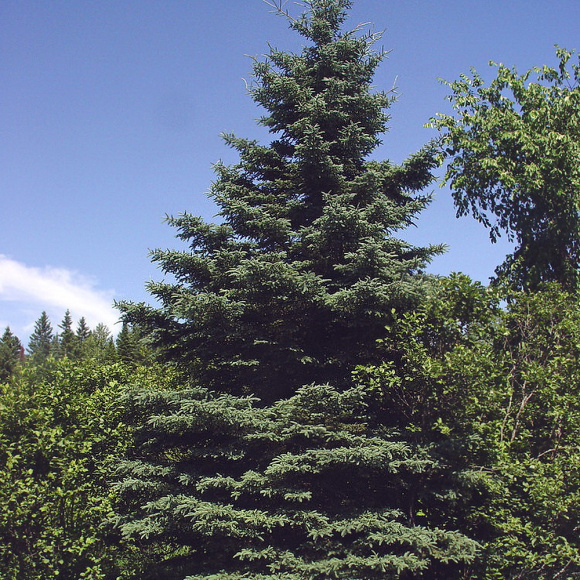 Ель Колючая (f.Glauca зеленая) купить с доставкой Ель Колючая (f.Glauca зеленая) купить с доставкой