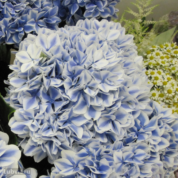 Гортензия Пепперминт (Peppermint) крупнолистная купить с доставкой Гортензия Пепперминт (Peppermint) крупнолистная купить с доставкой