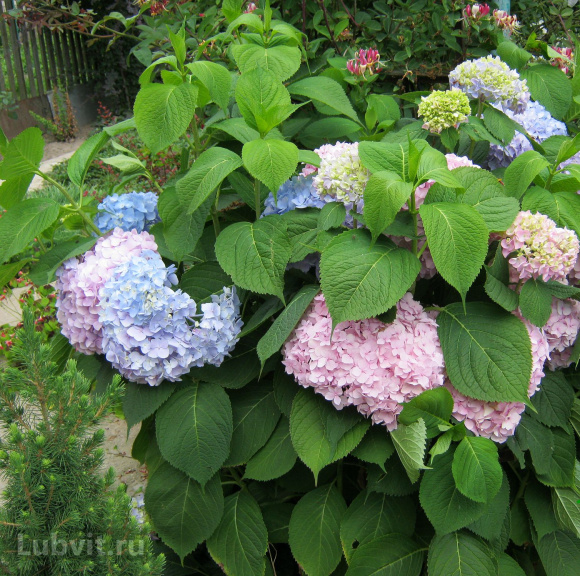 Гортензия Пепперминт (Peppermint) крупнолистная купить с доставкой Гортензия Пепперминт (Peppermint) крупнолистная купить с доставкой