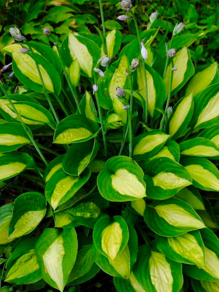 Хоста Джипси Роуз (Gypsy Rose) [М] купить с доставкой