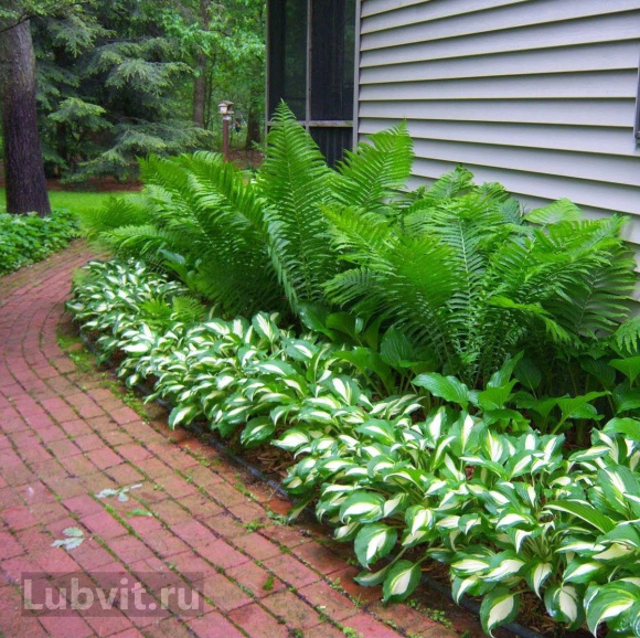 Хоста Джипси Роуз (Gypsy Rose) [М] купить с доставкой