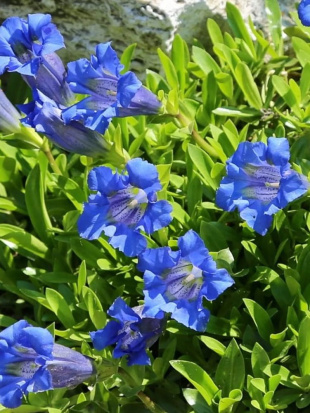 Горечавка Блю Стар (Blue Star)