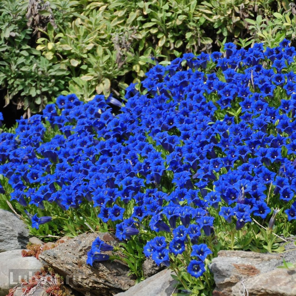 Горечавка Блю Стар (Blue Star) купить с доставкой