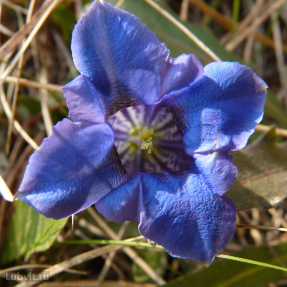 Горечавка Блю Стар (Blue Star) купить с доставкой
