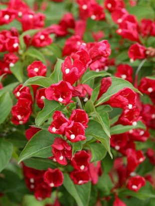 Вейгела Ред Принц (Red Prince)