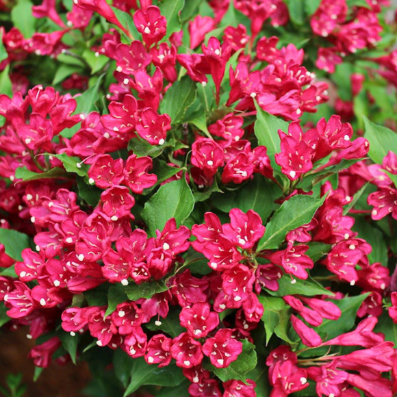 Вейгела Ред Принц (Red Prince) купить с доставкой