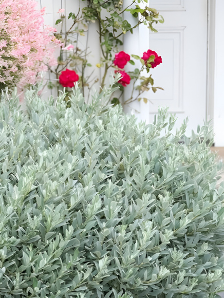 Ива швейцарская Гельветика (Helvetica) купить с доставкой