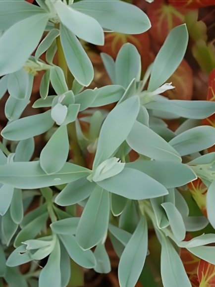 Ива швейцарская Гельветика (Helvetica) купить с доставкой