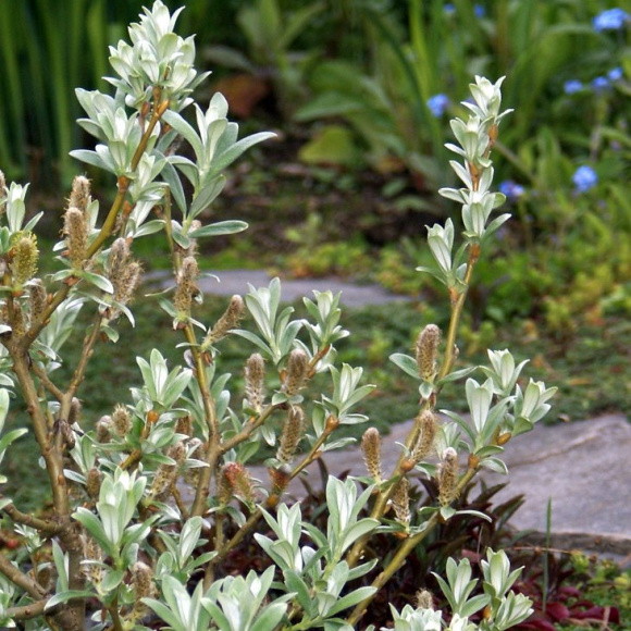 Ива швейцарская Гельветика (Helvetica) купить с доставкой