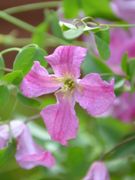 Клематис Краковяк PBR (Krakowiak) купить с доставкой