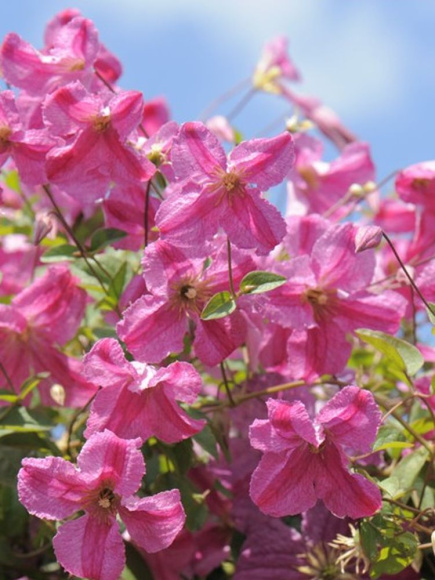 Клематис Краковяк PBR (Krakowiak) купить с доставкой