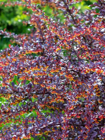 Барбарис Конкорд (Concorde) купить с доставкой