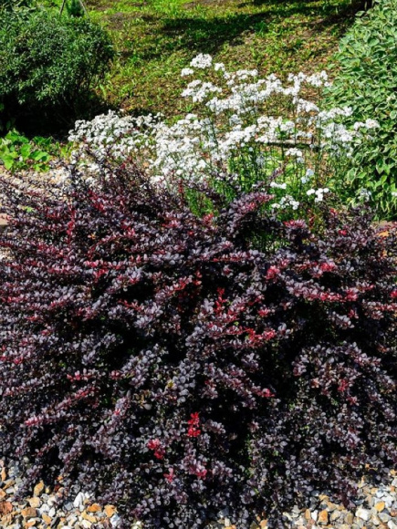 Барбарис Конкорд (Concorde) купить с доставкой