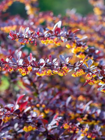 Барбарис Конкорд (Concorde) купить с доставкой