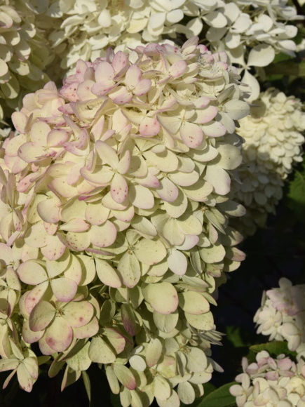 Гортензия Мэджикал Фуджи (Magical Fuji) метельчатая купить с доставкой