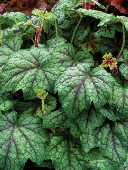 Гейхерелла Глейсер Фоллс (Glacier Falls) купить с доставкой Гейхерелла Глейсер Фоллс (Glacier Falls) купить с доставкой