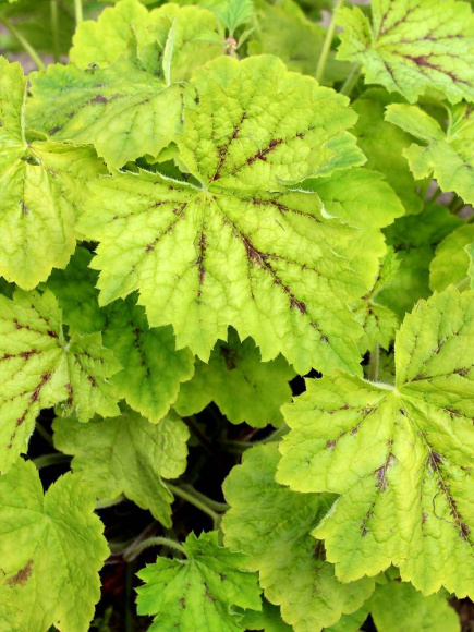 Гейхерелла Глейсер Фоллс (Glacier Falls) купить с доставкой Гейхерелла Глейсер Фоллс (Glacier Falls) купить с доставкой