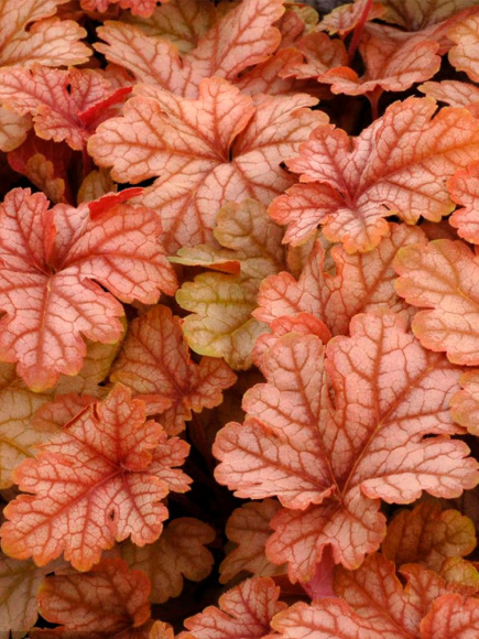 Гейхерелла Хани Роуз (Honey Rose) купить с доставкой