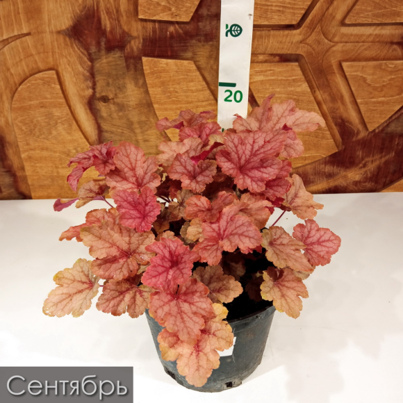 Гейхерелла Хани Роуз (Honey Rose) купить с доставкой Гейхерелла Хани Роуз (Honey Rose) купить с доставкой