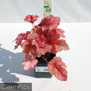 Гейхерелла Хани Роуз (Honey Rose)