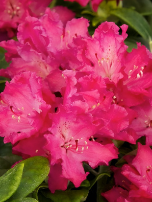 Рододендрон Хеллики (Hellikki)