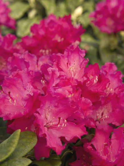 Рододендрон Хеллики (Hellikki) купить с доставкой