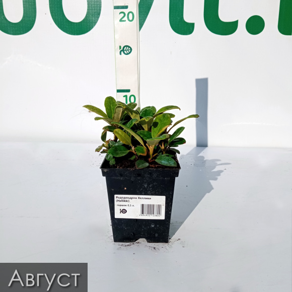 Рододендрон Хеллики (Hellikki) купить с доставкой Рододендрон Хеллики (Hellikki) купить с доставкой