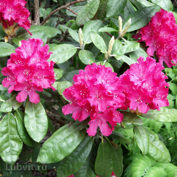 Рододендрон Хеллики (Hellikki) купить с доставкой Рододендрон Хеллики (Hellikki) купить с доставкой