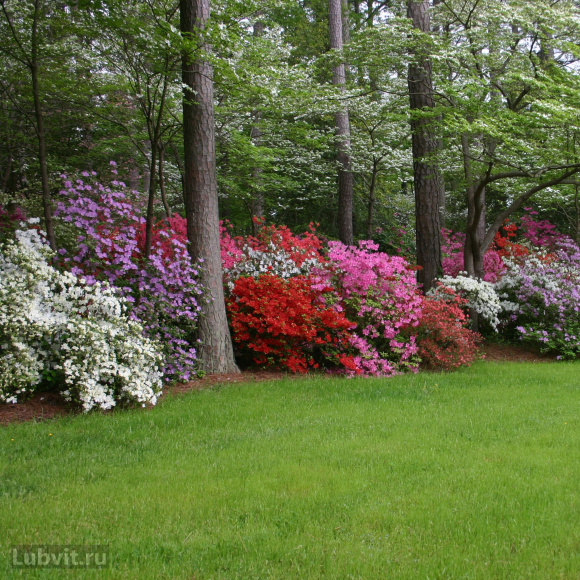 Рододендрон Хеллики (Hellikki) купить с доставкой Рододендрон Хеллики (Hellikki) купить с доставкой