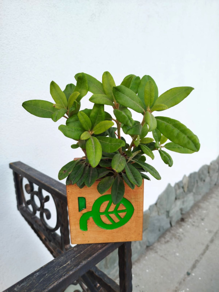 Рододендрон Хеллики (Hellikki) купить с доставкой Рододендрон Хеллики (Hellikki) купить с доставкой