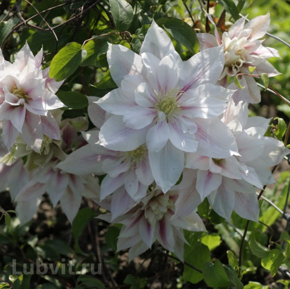 Клематис Андромеда (Andromeda) купить с доставкой Клематис Андромеда (Andromeda) купить с доставкой