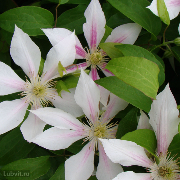 Клематис Андромеда (Andromeda) купить с доставкой Клематис Андромеда (Andromeda) купить с доставкой